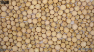 Seed